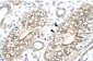 FLJ11730 antibody - N-terminal region